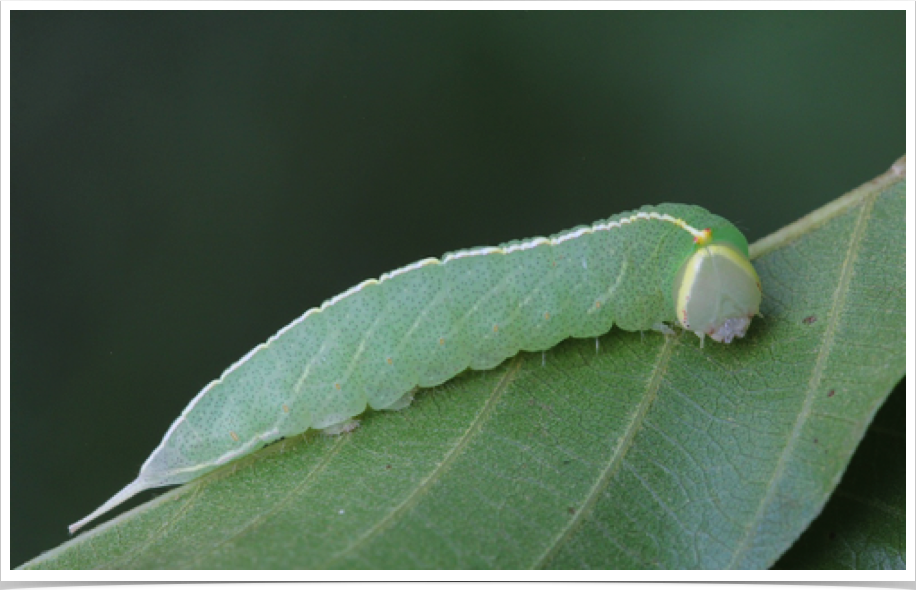 Macrurocampa marthesia
Mottled Prominent
Choctaw County, Alabama